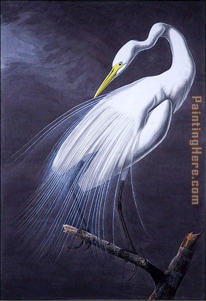 John James Audubon Great Egret